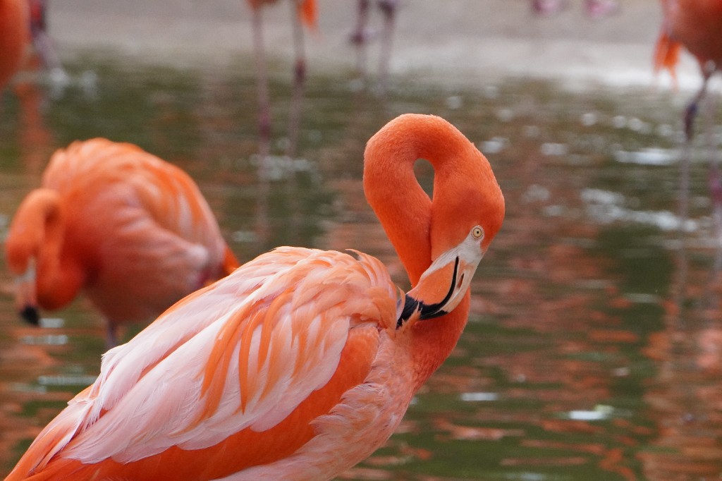 Flamingo standing in water