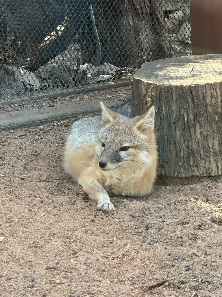 Small fox resting beside a tree stump